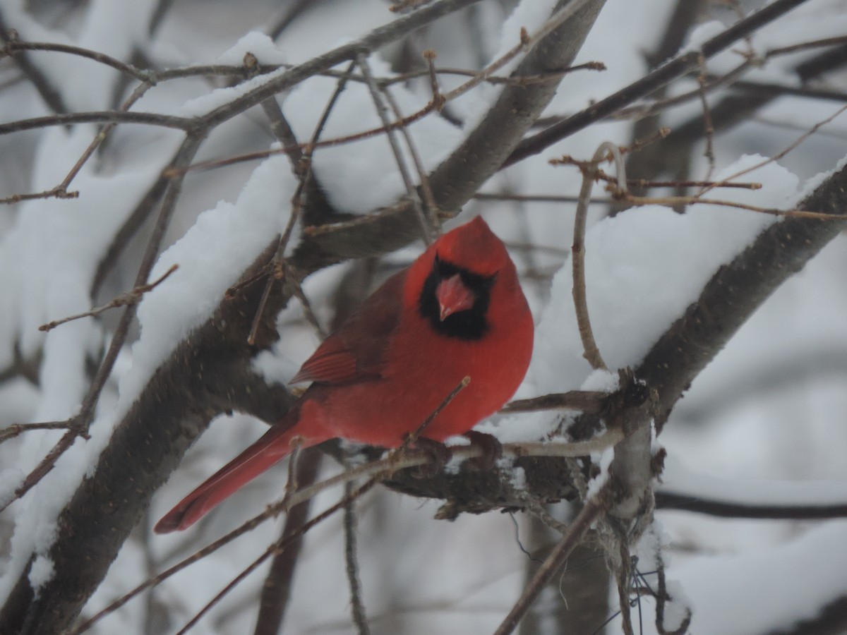 Northern Cardinal - ML647491863