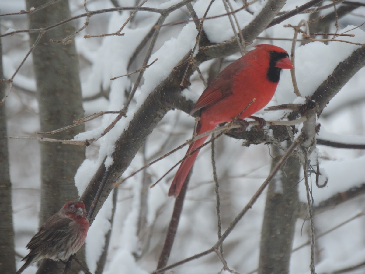 Northern Cardinal - ML647491864