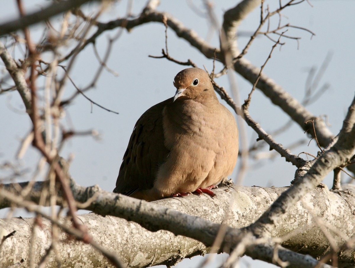 Mourning Dove - ML647491865