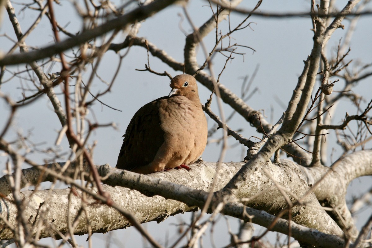 Mourning Dove - ML647491866