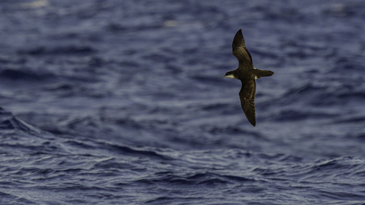 Tropical Shearwater (Mascarene) - ML647491868