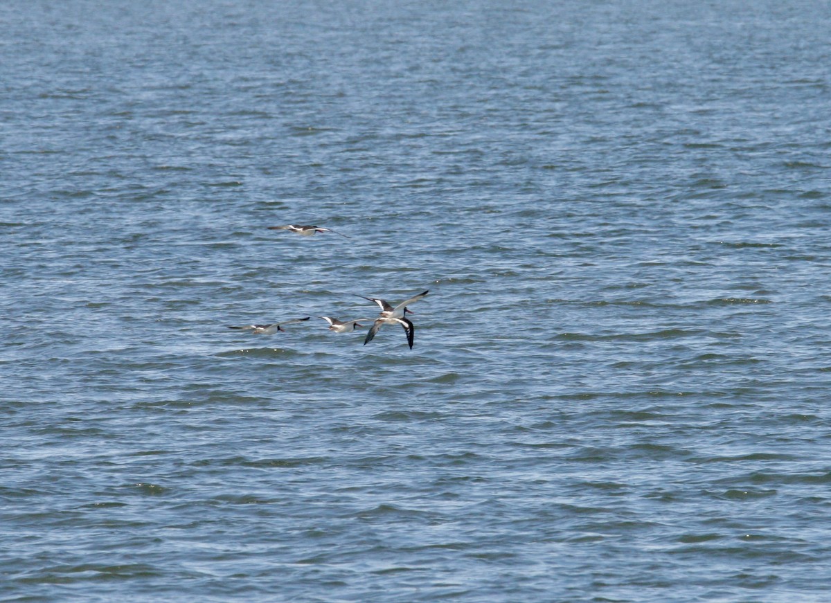 American Oystercatcher - ML647491869