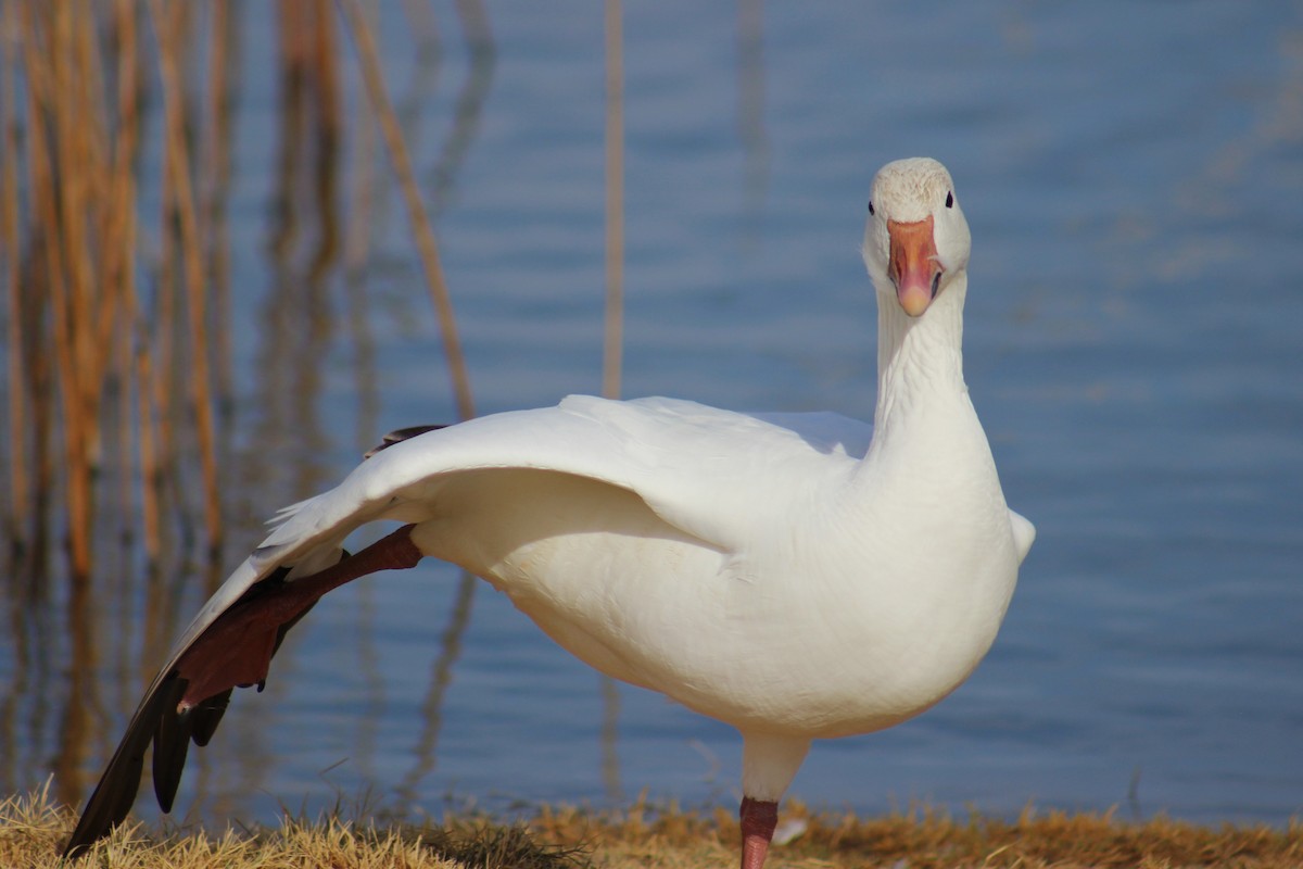 Snow Goose - ML647491871