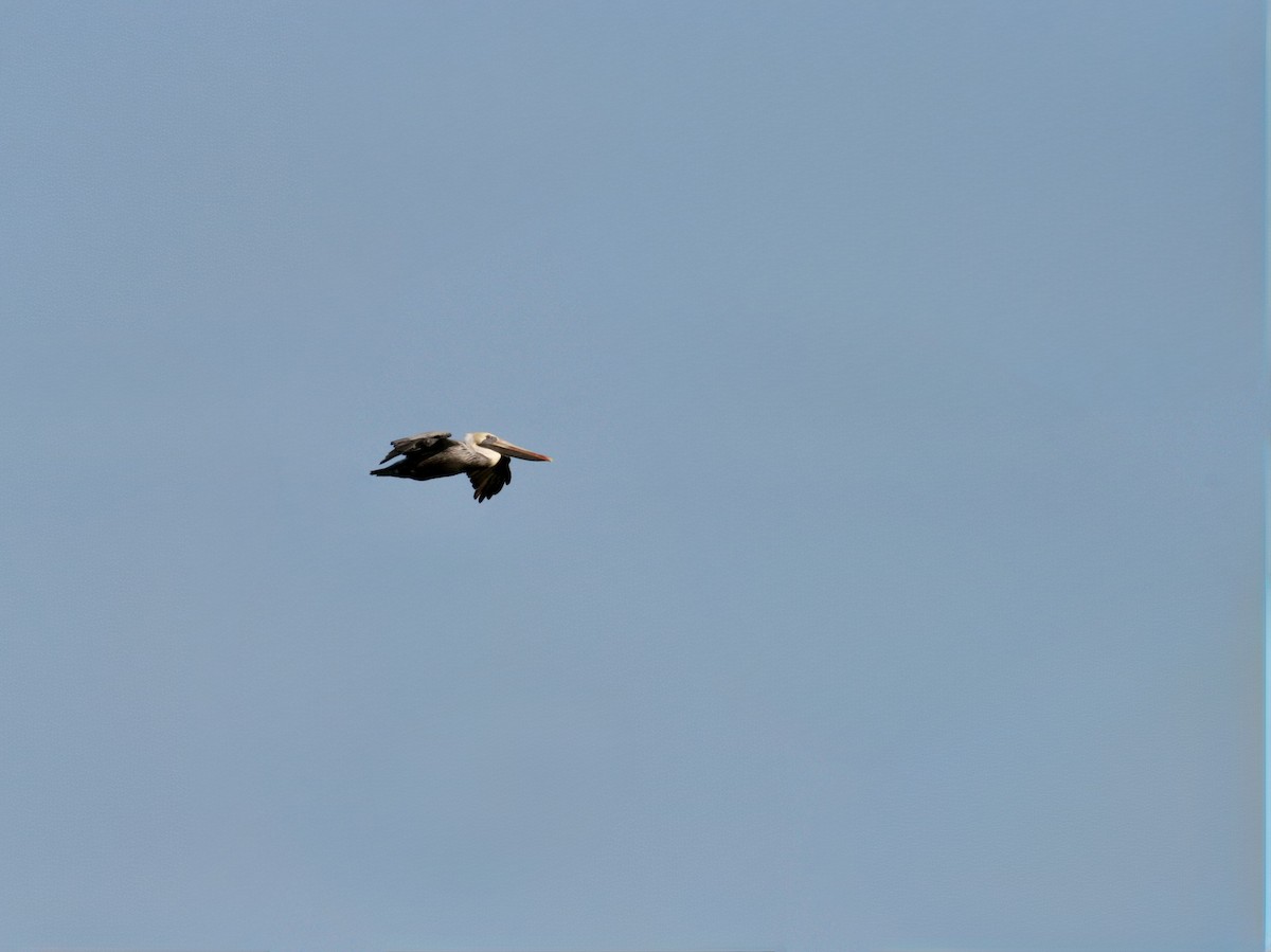 Brown Pelican - ML647491872