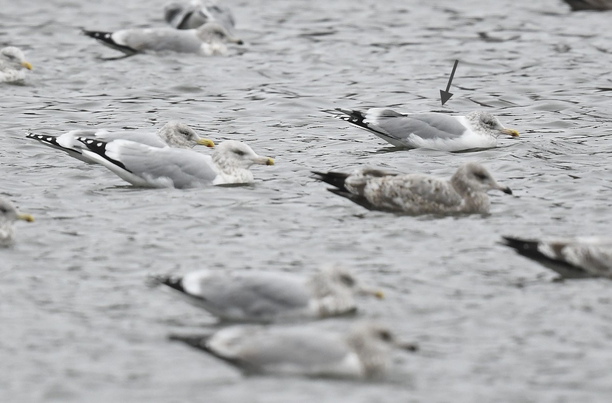 gull sp. - ML647491873