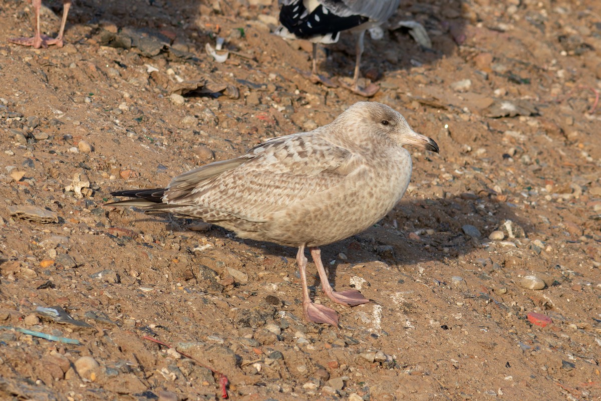 American Herring Gull - ML647491875