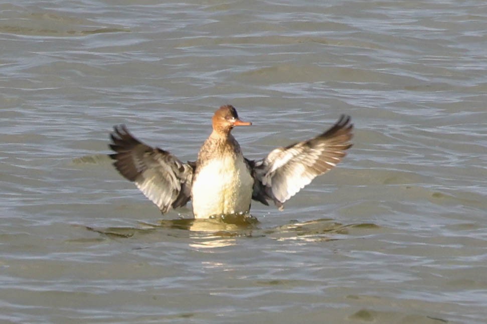 Red-breasted Merganser - ML647491876