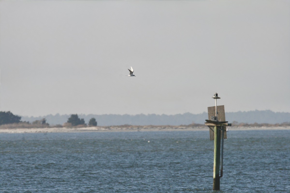 Forster's Tern - ML647491878