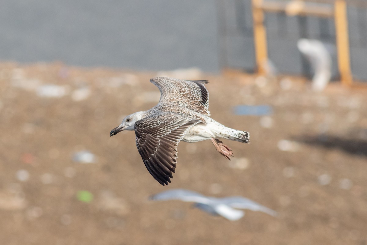 Great Black-backed Gull - ML647491880