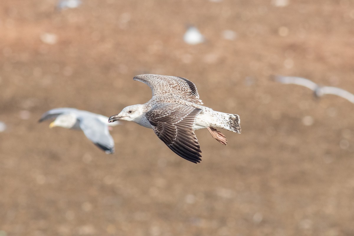 Great Black-backed Gull - ML647491881