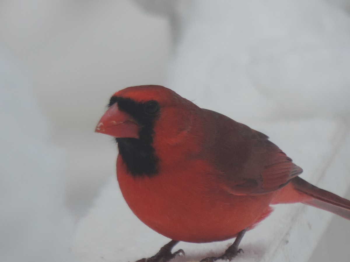Northern Cardinal - ML647491882