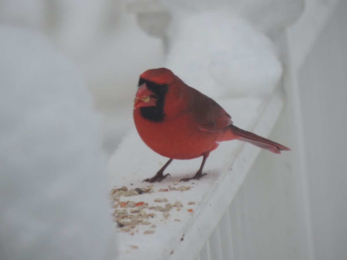 Northern Cardinal - ML647491883