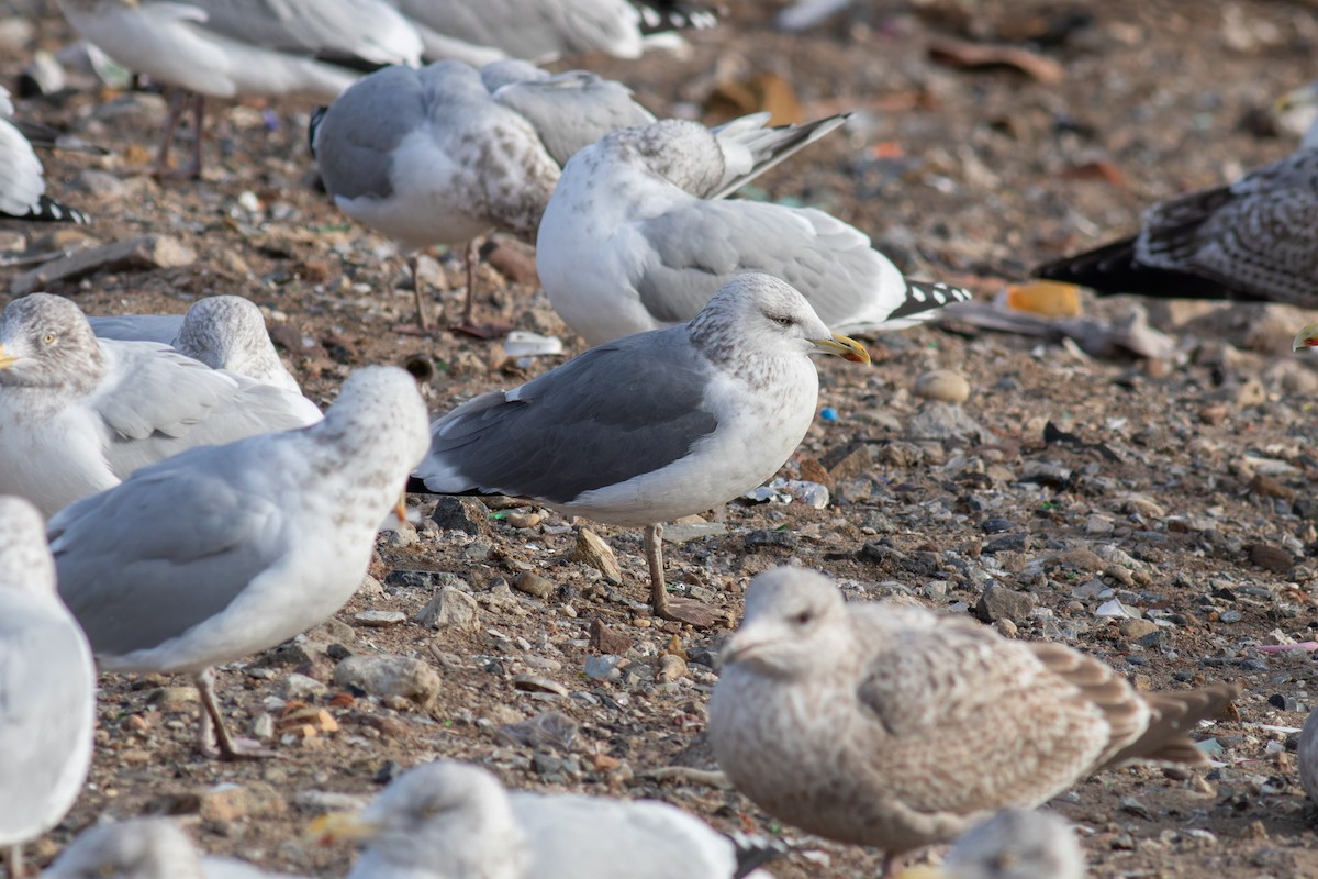 American Herring x Lesser Black-backed Gull (hybrid) - ML647491886