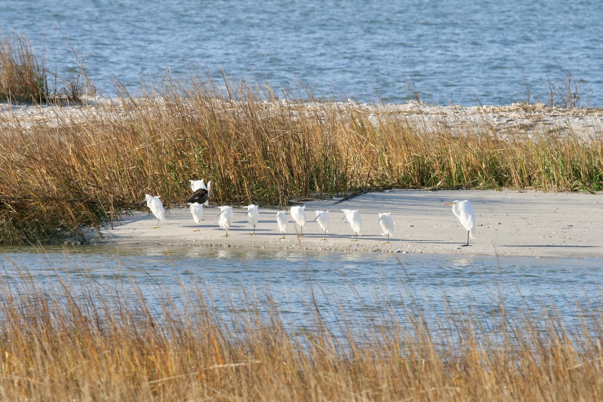 Snowy Egret - ML647491890