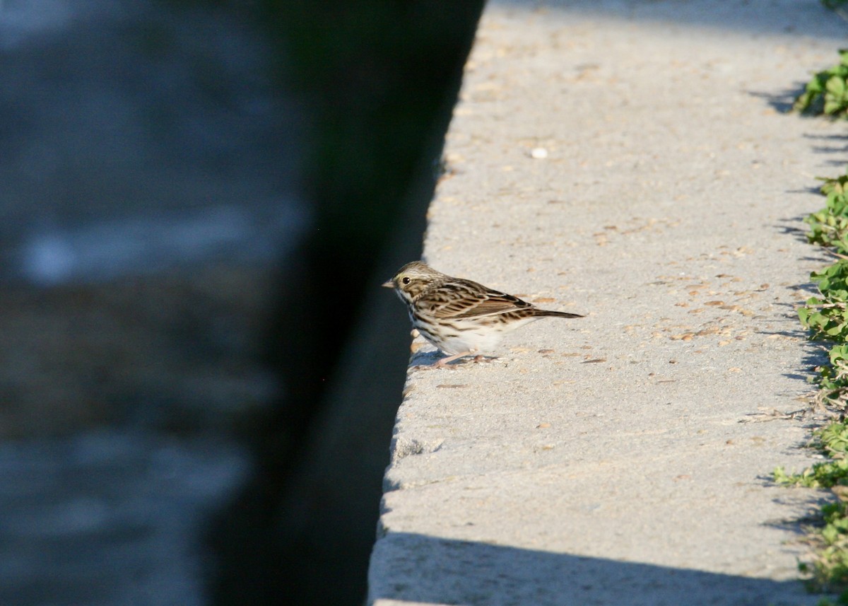 Пасовник савановий - ML647491912