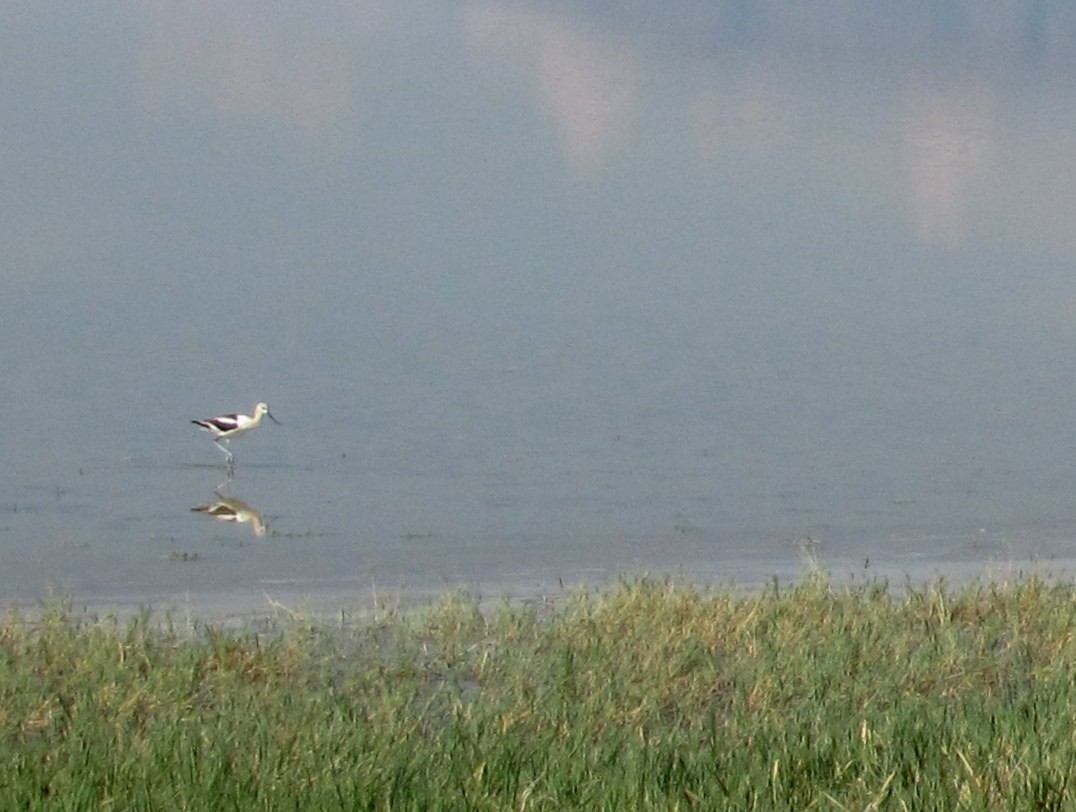 American Avocet - ML647491919