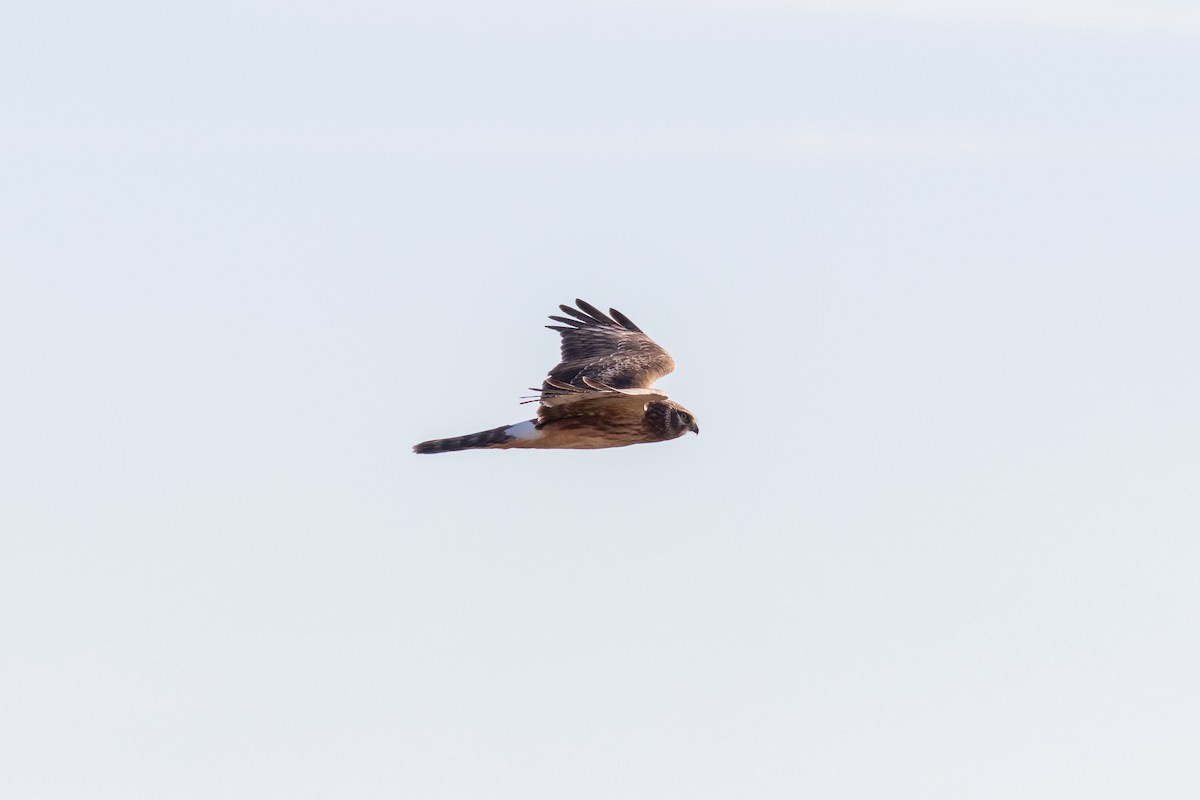 Northern Harrier - ML647491921