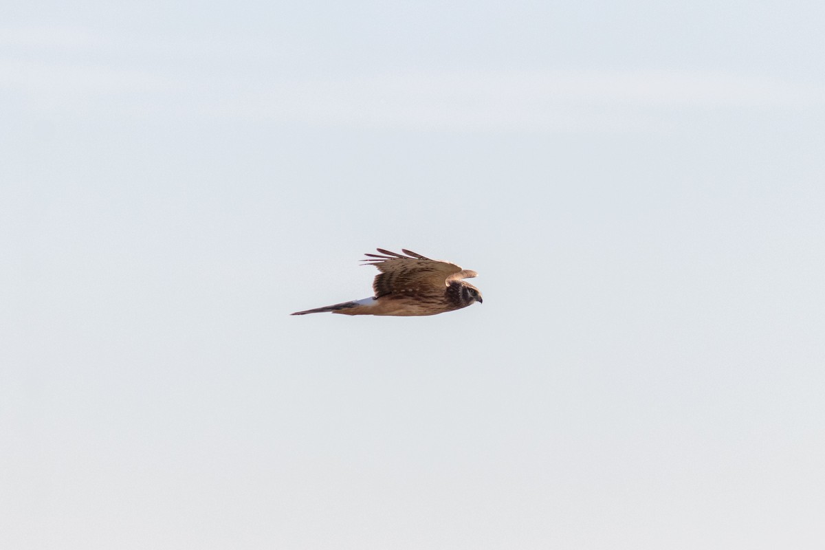 Northern Harrier - ML647491922