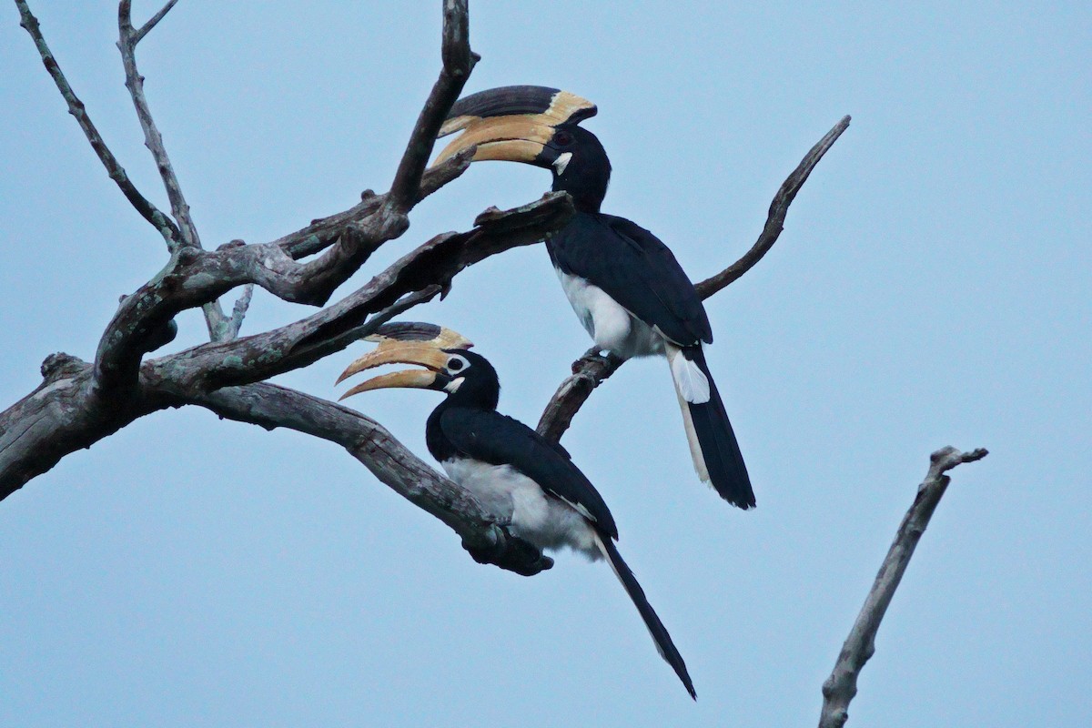 Malabar Pied-Hornbill - ML647491923