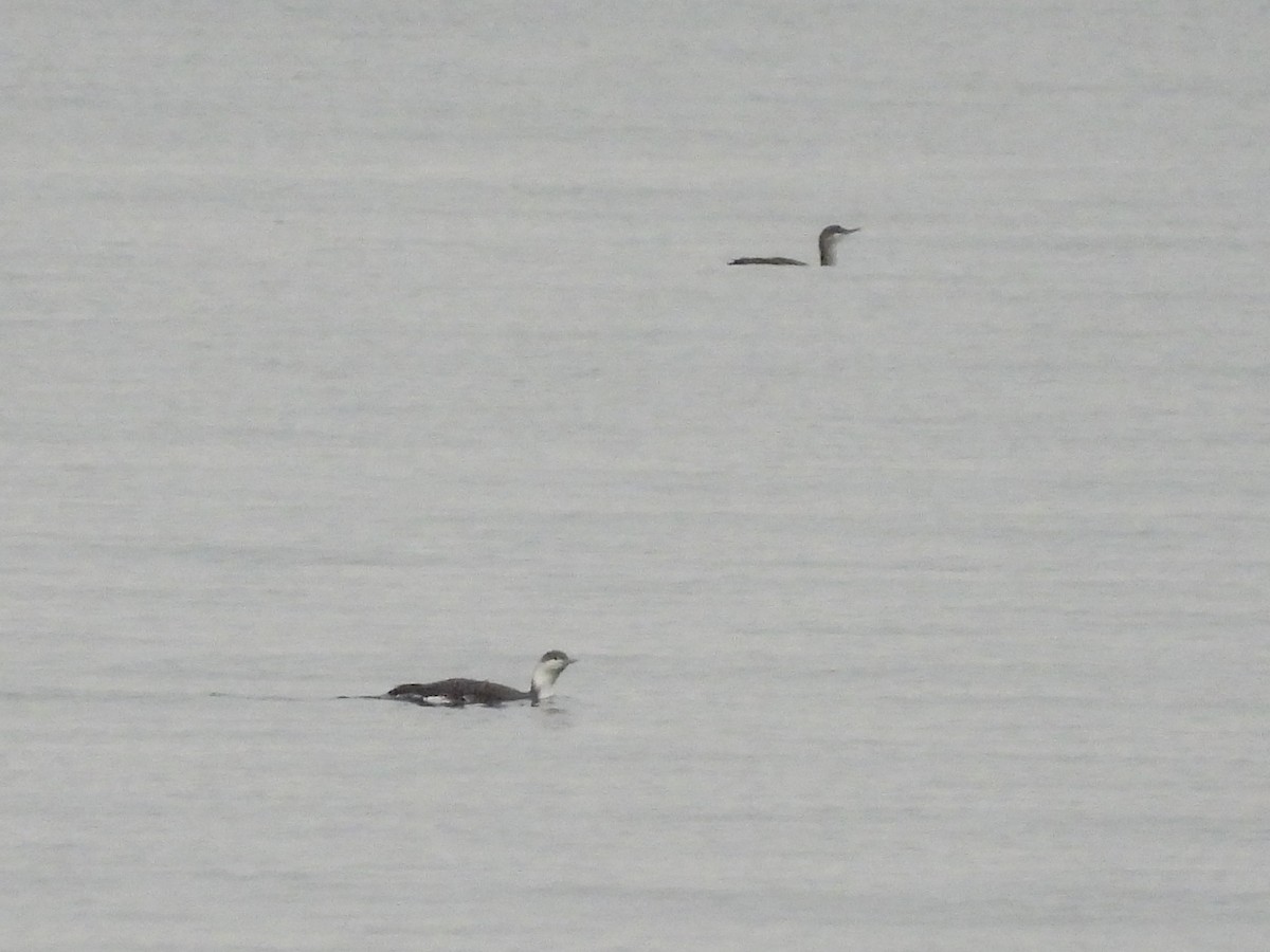 Plongeon catmarin - ML647491930