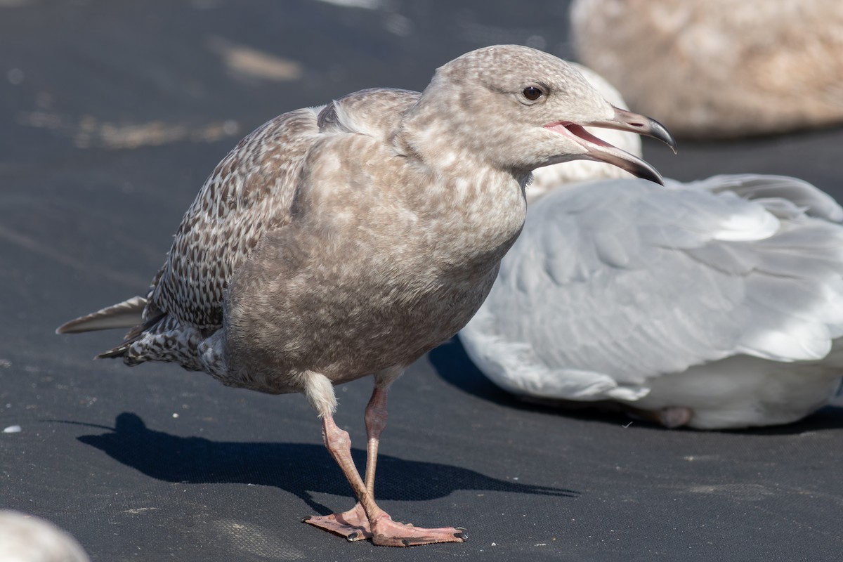 アイスランドカモメ（亜種 カナダカモメ） - ML647491932