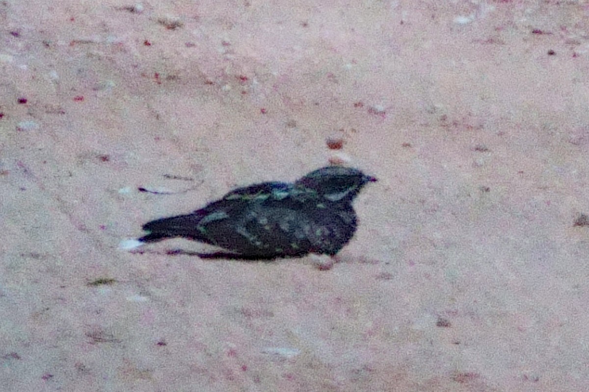 Chotacabras Hindú - ML647491939