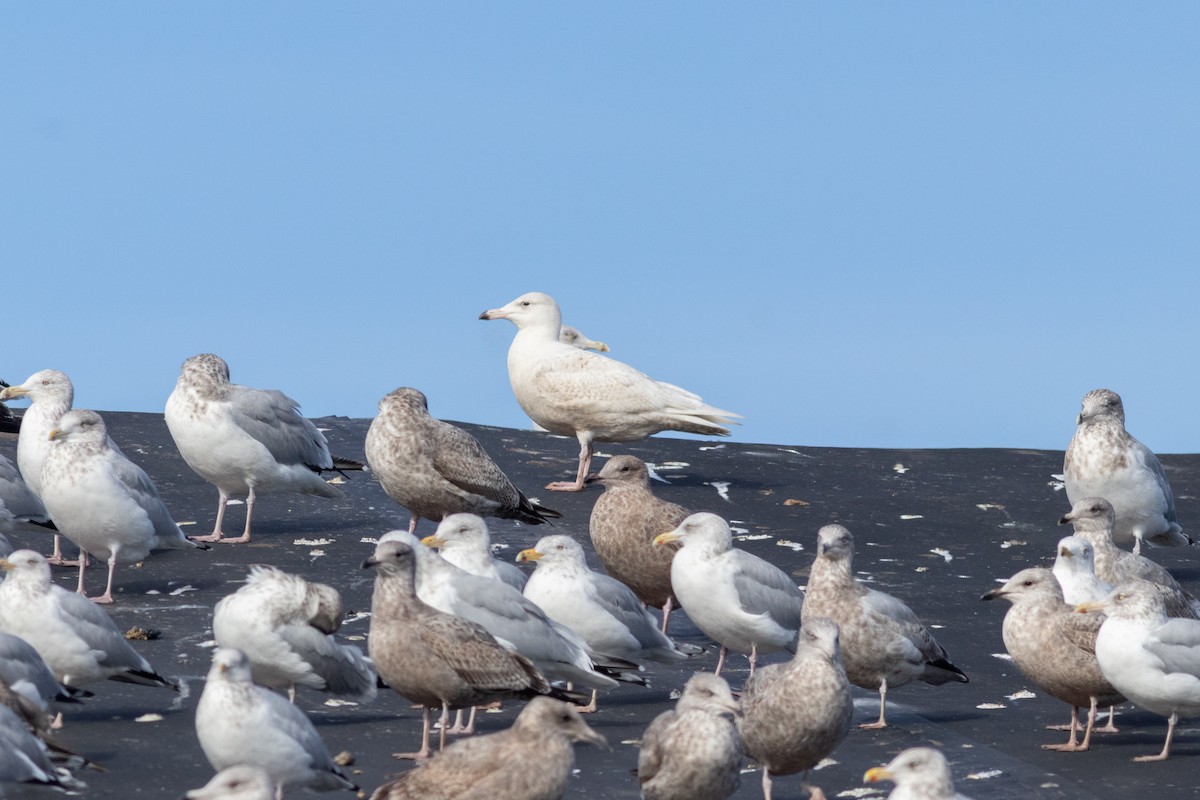 Glaucous Gull - ML647491940