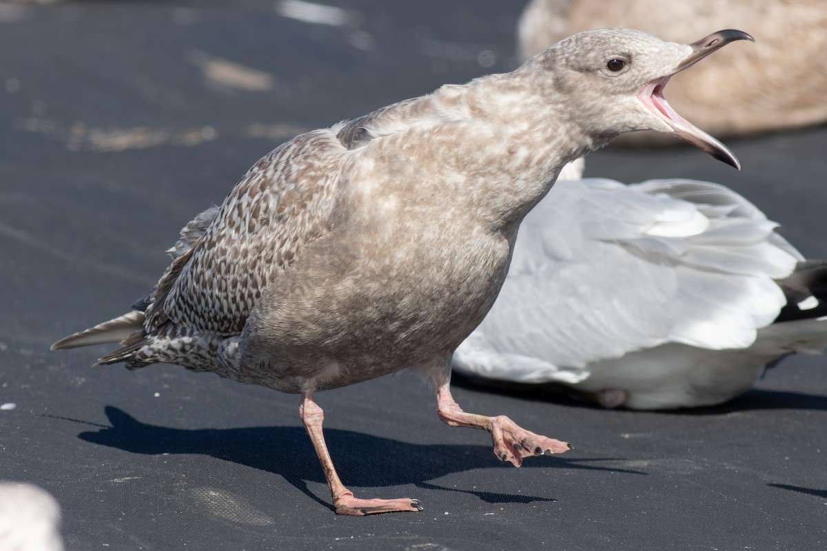 アイスランドカモメ（亜種 カナダカモメ） - ML647491946