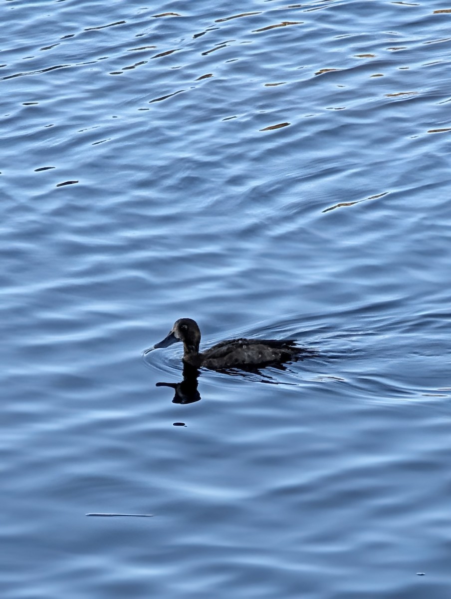 Морская чернеть - ML647491949