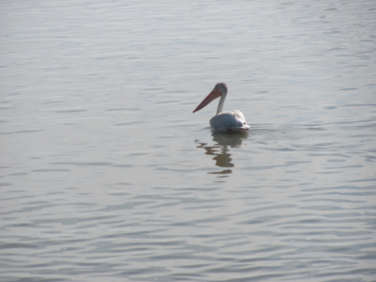 American White Pelican - ML647491959