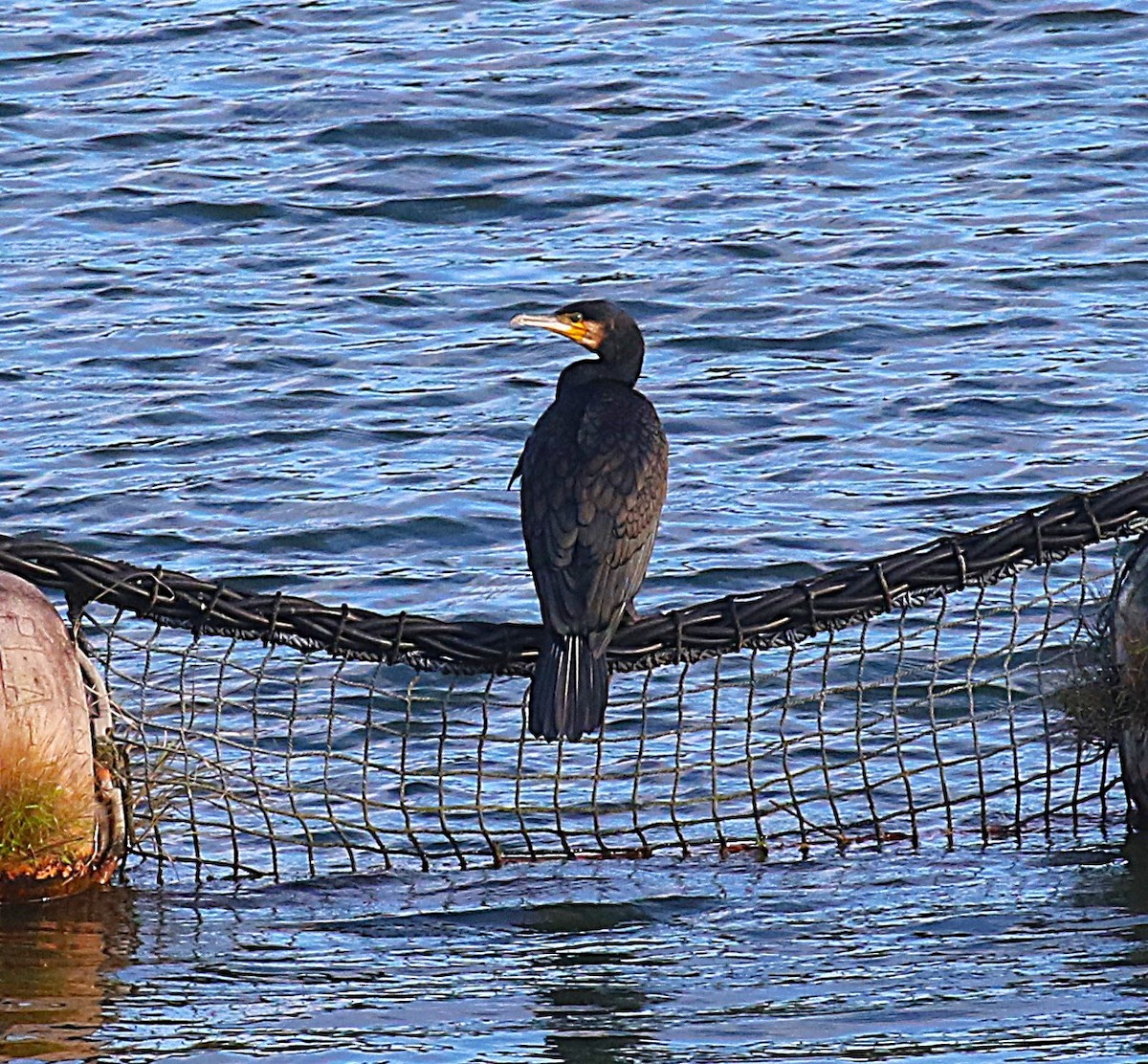 Great Cormorant - ML647491968