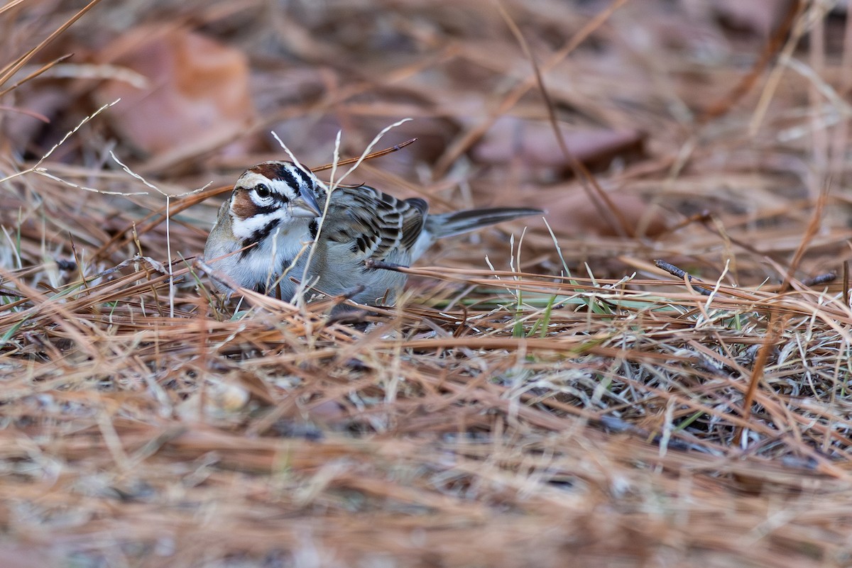 Lark Sparrow - ML647491969