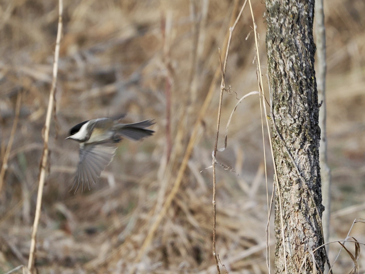 Black-capped Chickadee - ML647491983
