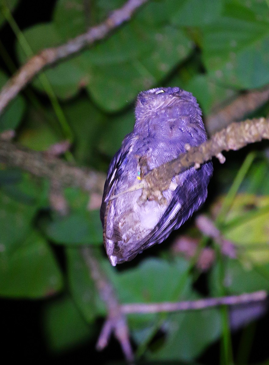 Ryukyu Scops-Owl - ML647491989