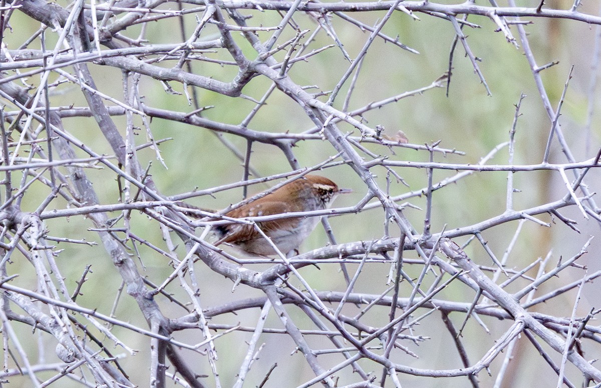 Troglodyte de Bewick - ML647491990