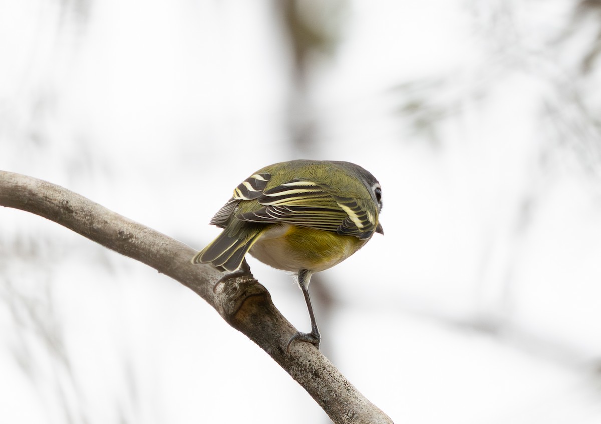 zelenáček brýlový - ML647491994