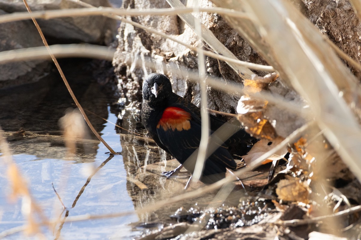 Red-winged Blackbird - ML647492008