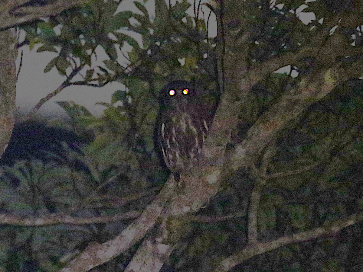 Northern Boobook - ML647492009