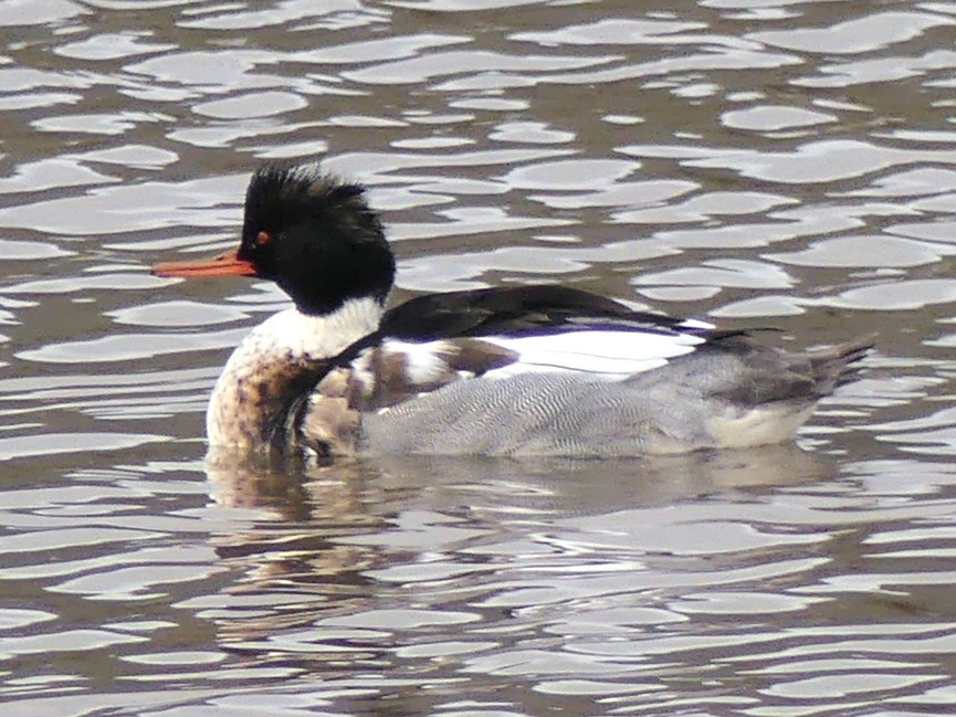 Serreta Mediana - ML647492038