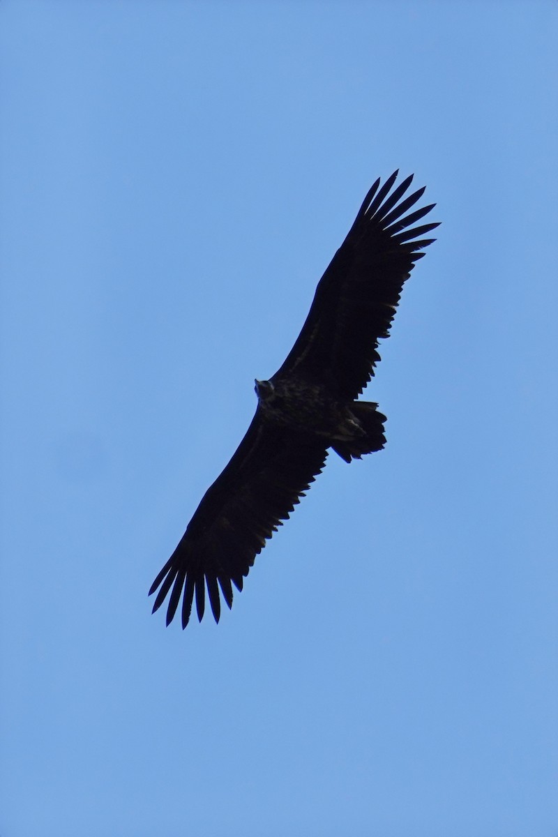 Buitre Negro - ML647492041