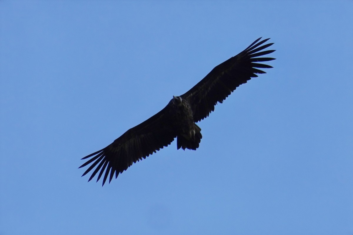 Buitre Negro - ML647492042