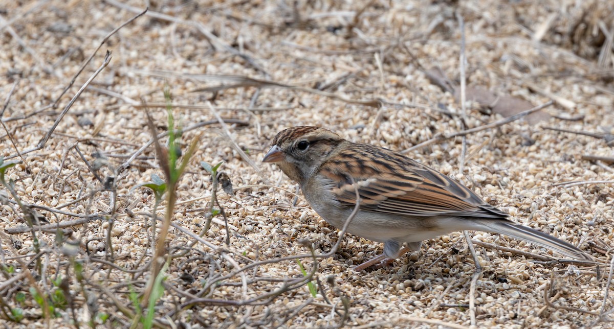 Chipping Sparrow - ML647492050