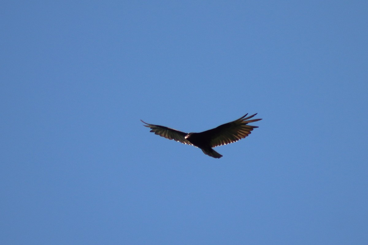 Turkey Vulture - ML647492056