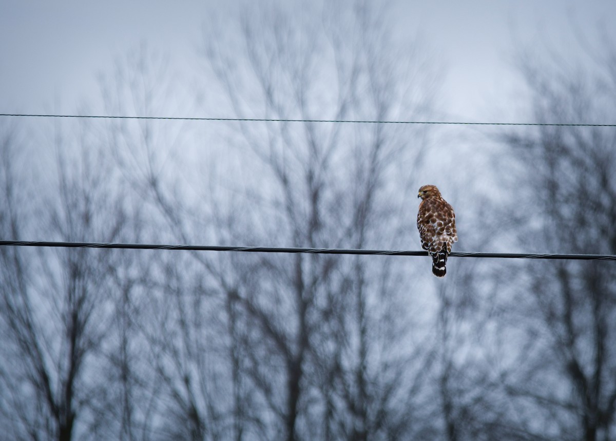 káně páskovaná - ML647492077