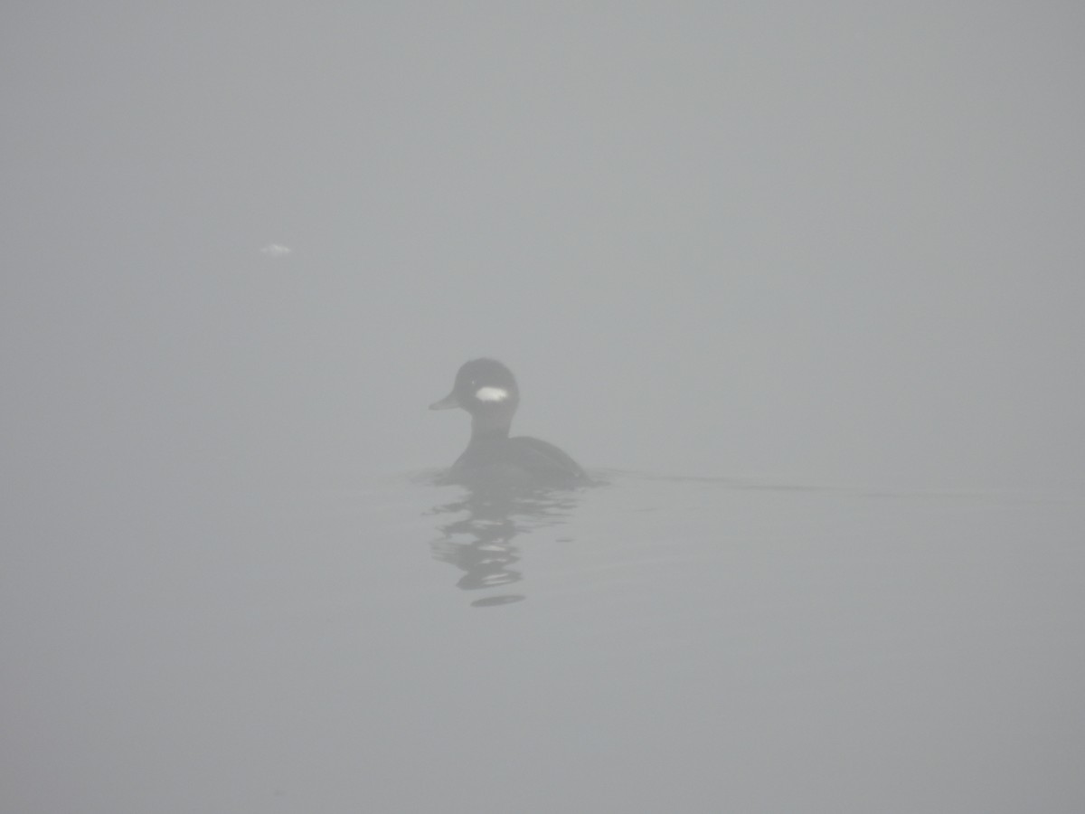 Bufflehead - ML647492099