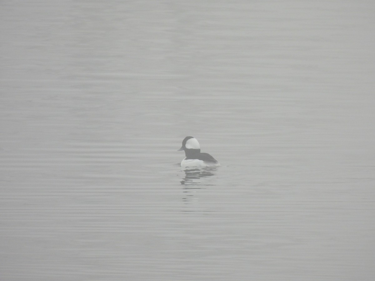 Bufflehead - ML647492111