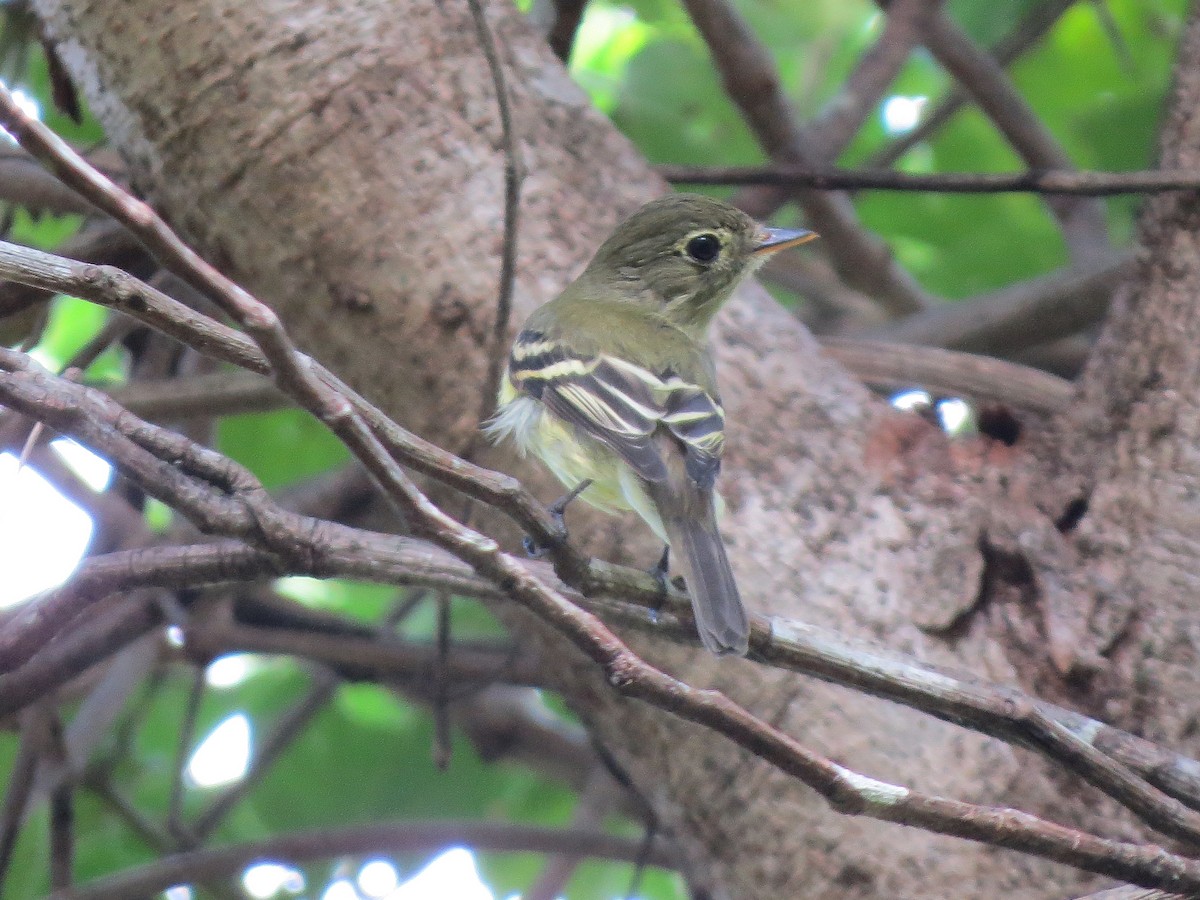 Yellow-bellied Flycatcher - ML647492112