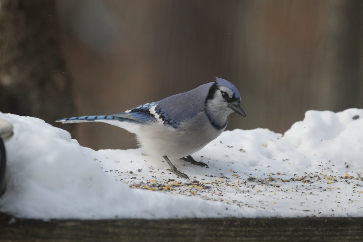 Blue Jay - ML647492123