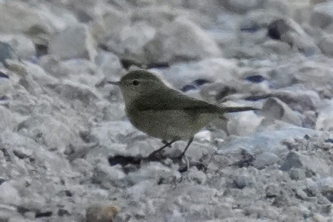Mosquitero Común - ML647492125