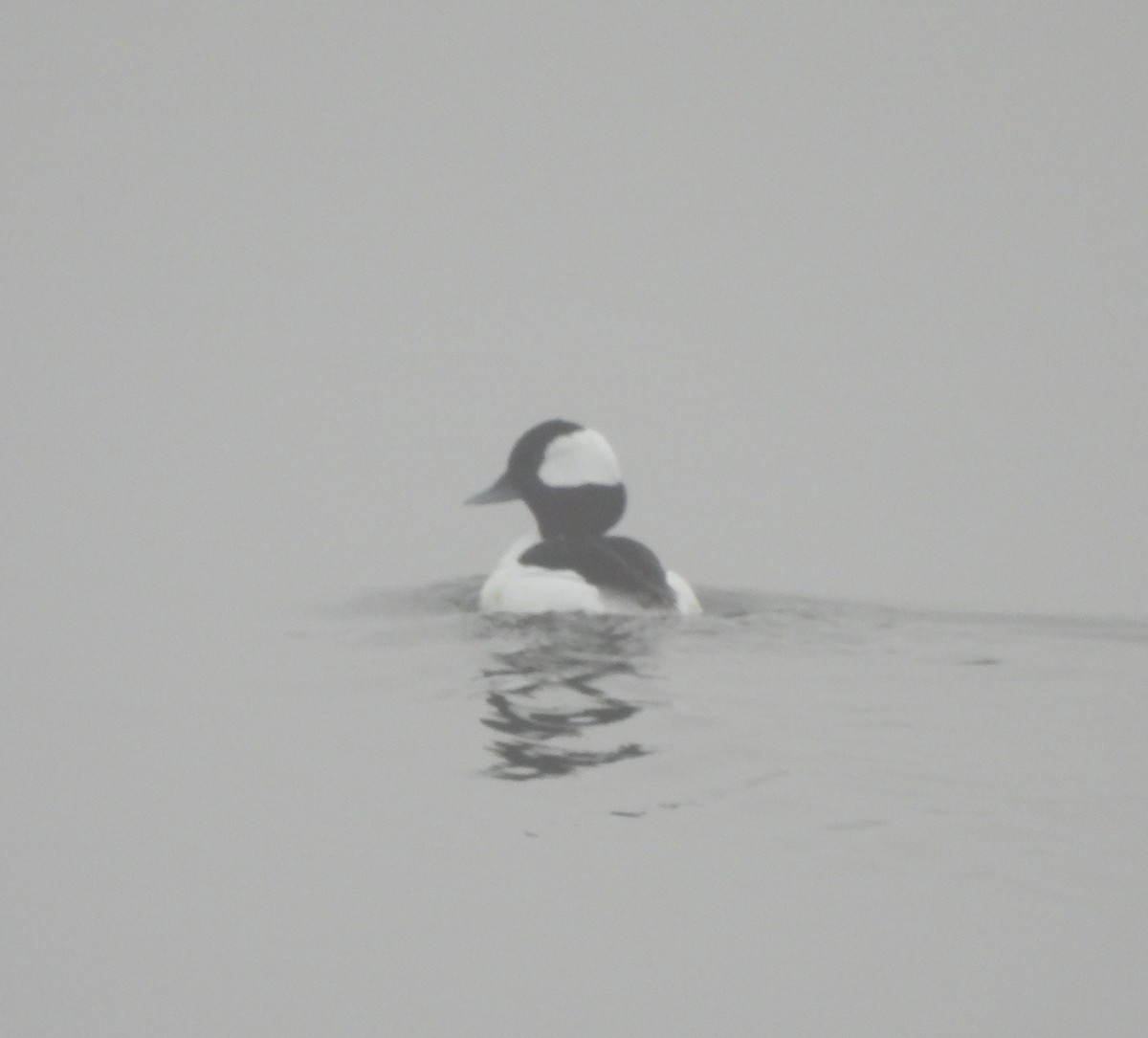 Bufflehead - ML647492131